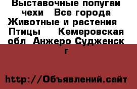 Выставочные попугаи чехи - Все города Животные и растения » Птицы   . Кемеровская обл.,Анжеро-Судженск г.